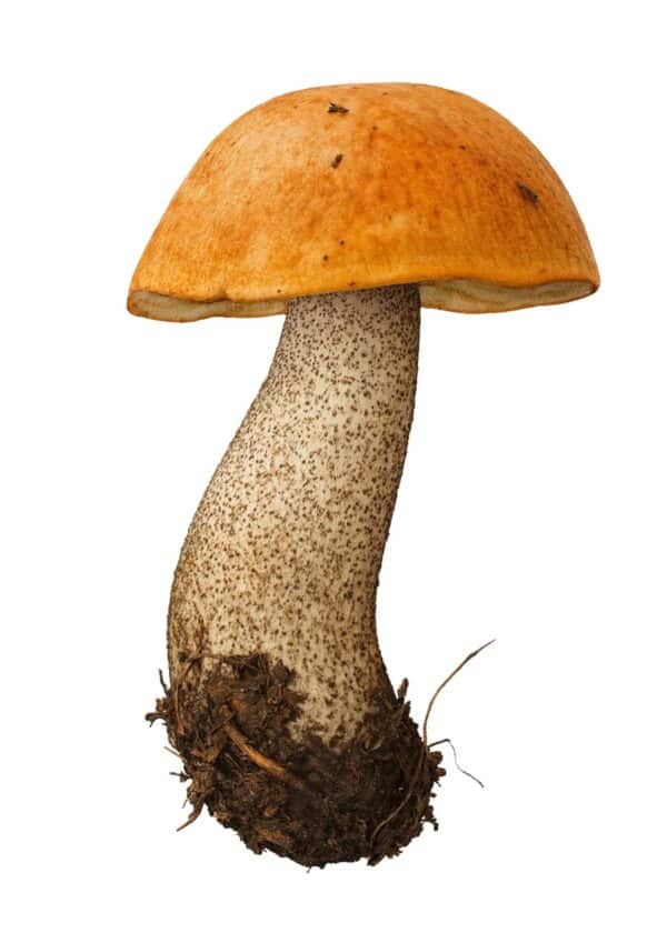 Užduotėlių knygelė Grybų karalystė NET 26  lavinančios užduotėlės PDF formatu - Image 8