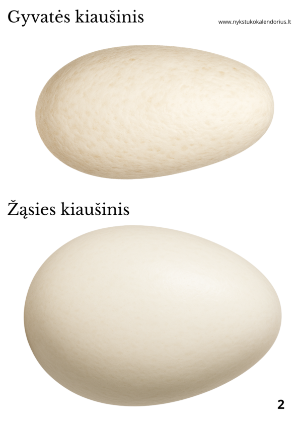 Edukaciniai žaidimai apie kiaušinius vaikams | Užduotys PDF formatu - Image 4