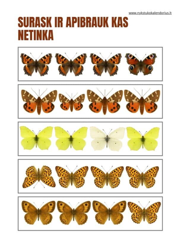 Užduočių knygelė Lietuvos drugiai PDF formatu NET 4 skirtingos veiklos - Image 3