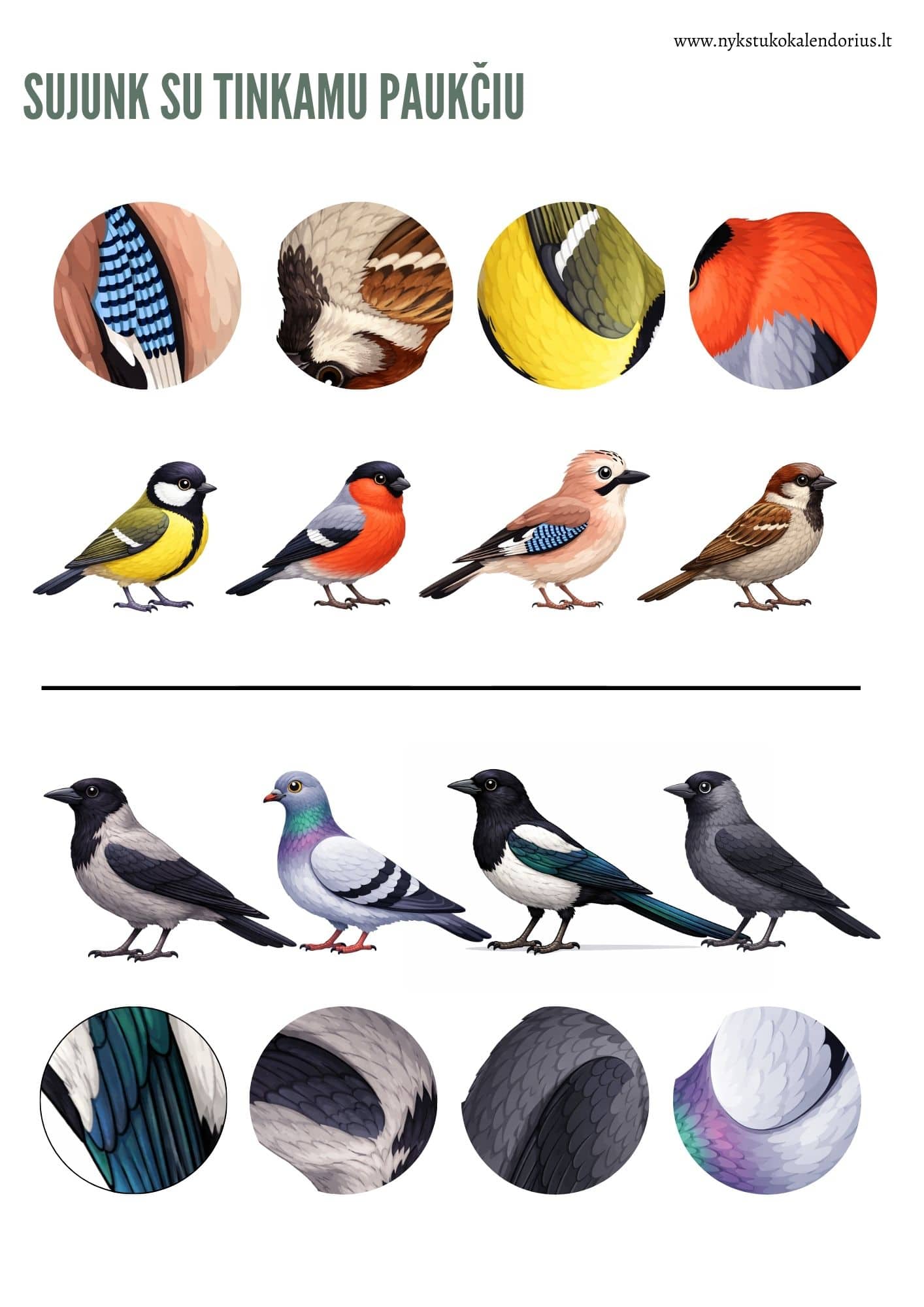 Užduočių ir veiklų knygelė Žiemojantys paukščiai PDF formatu 4 Užduočių knygelė