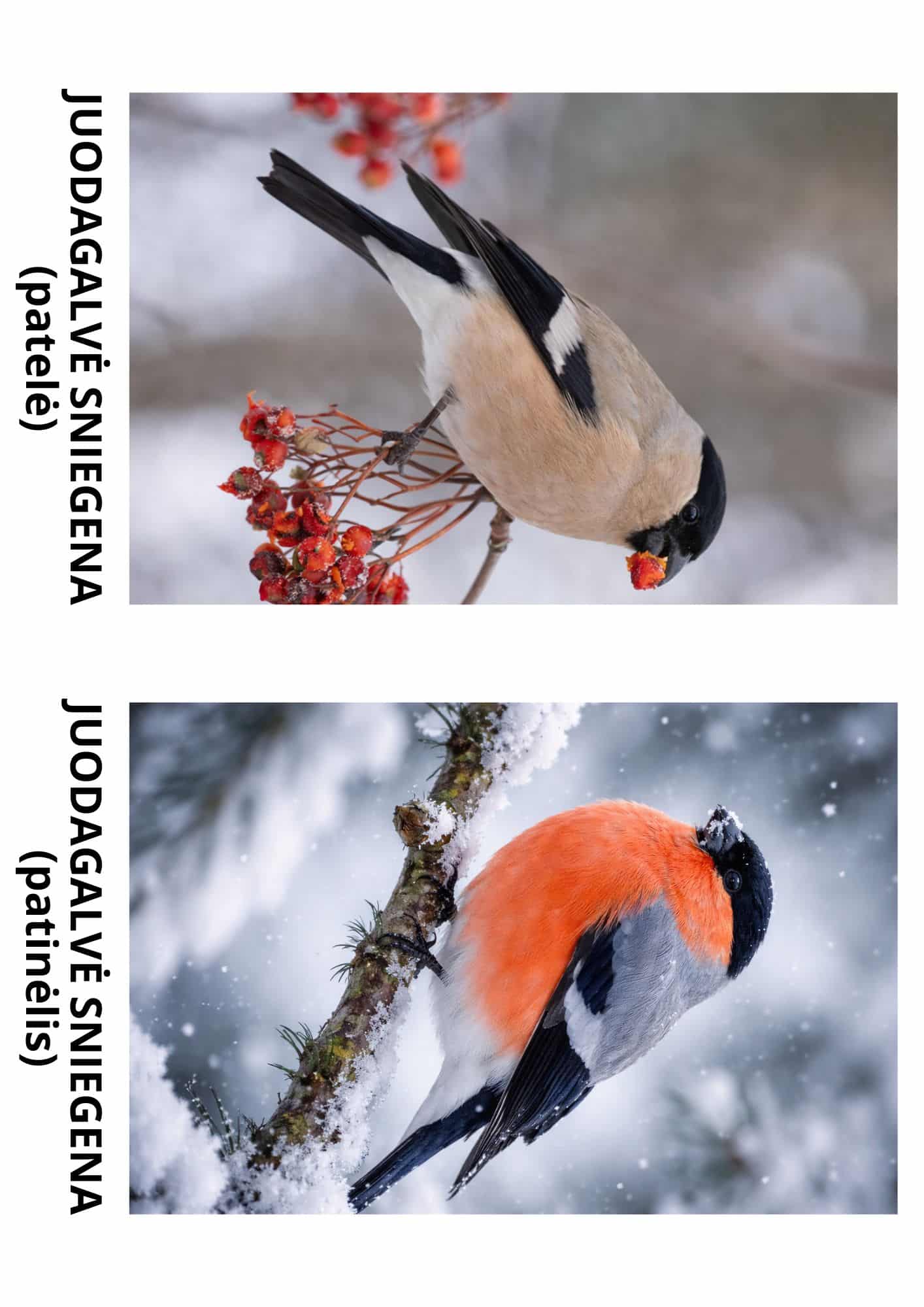 Užduočių ir veiklų knygelė Žiemojantys paukščiai PDF formatu 3 Užduočių knygelė