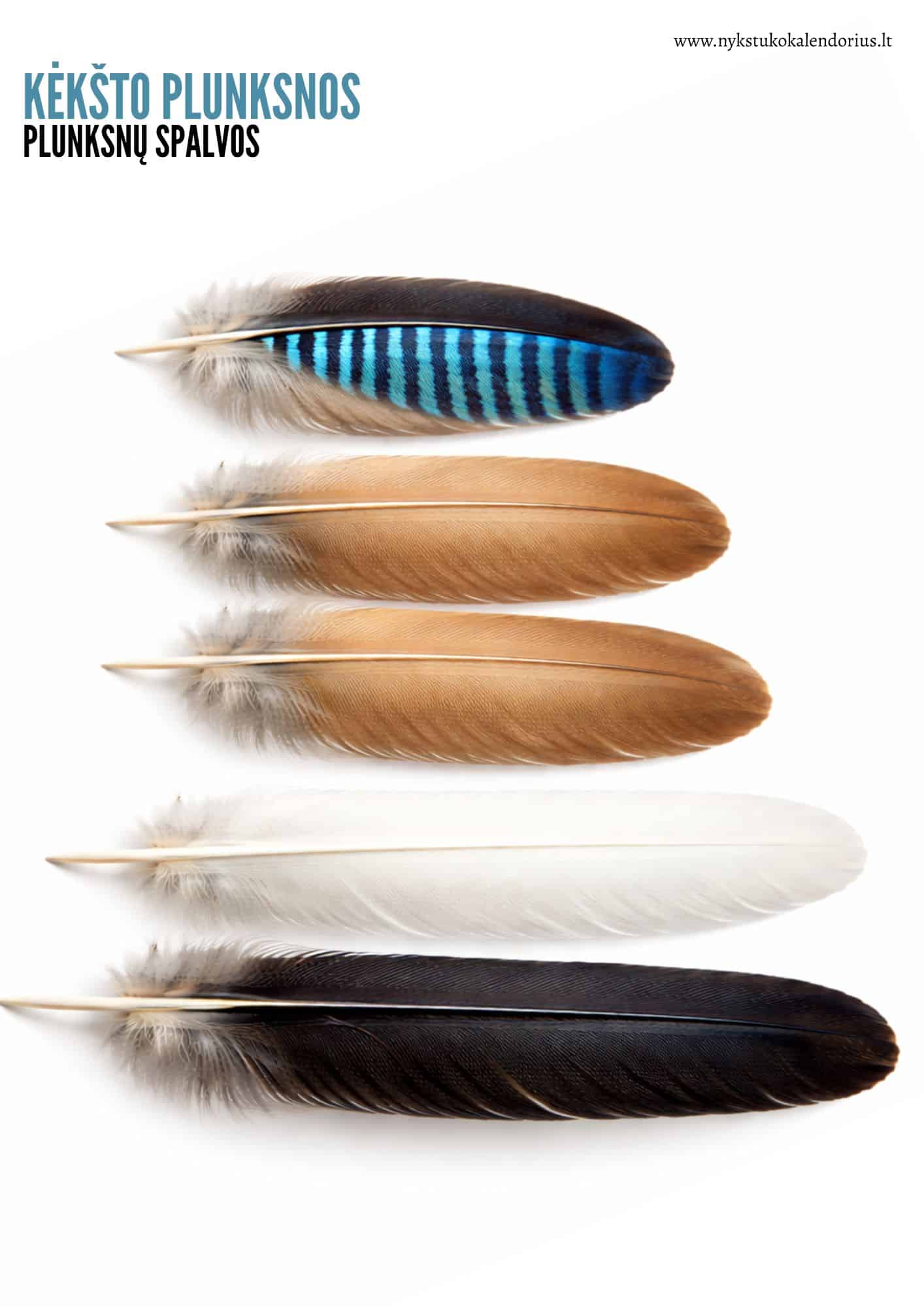 Užduočių ir veiklų knygelė Žiemojantys paukščiai PDF formatu 6 Užduočių knygelė