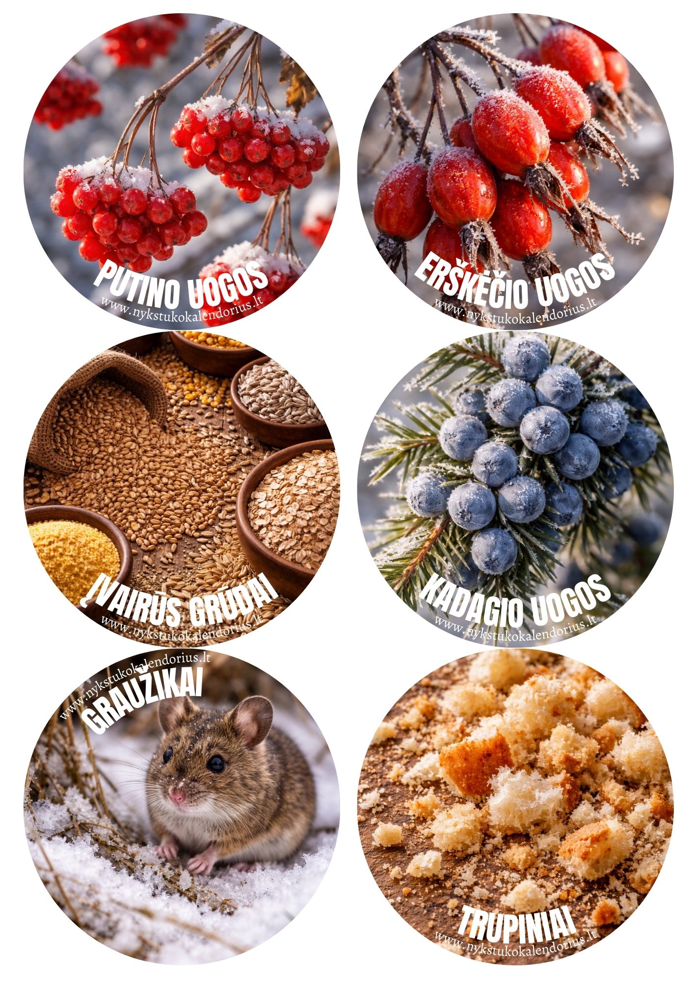 Užduočių ir veiklų knygelė Žiemojantys paukščiai PDF formatu 7 Užduočių knygelė