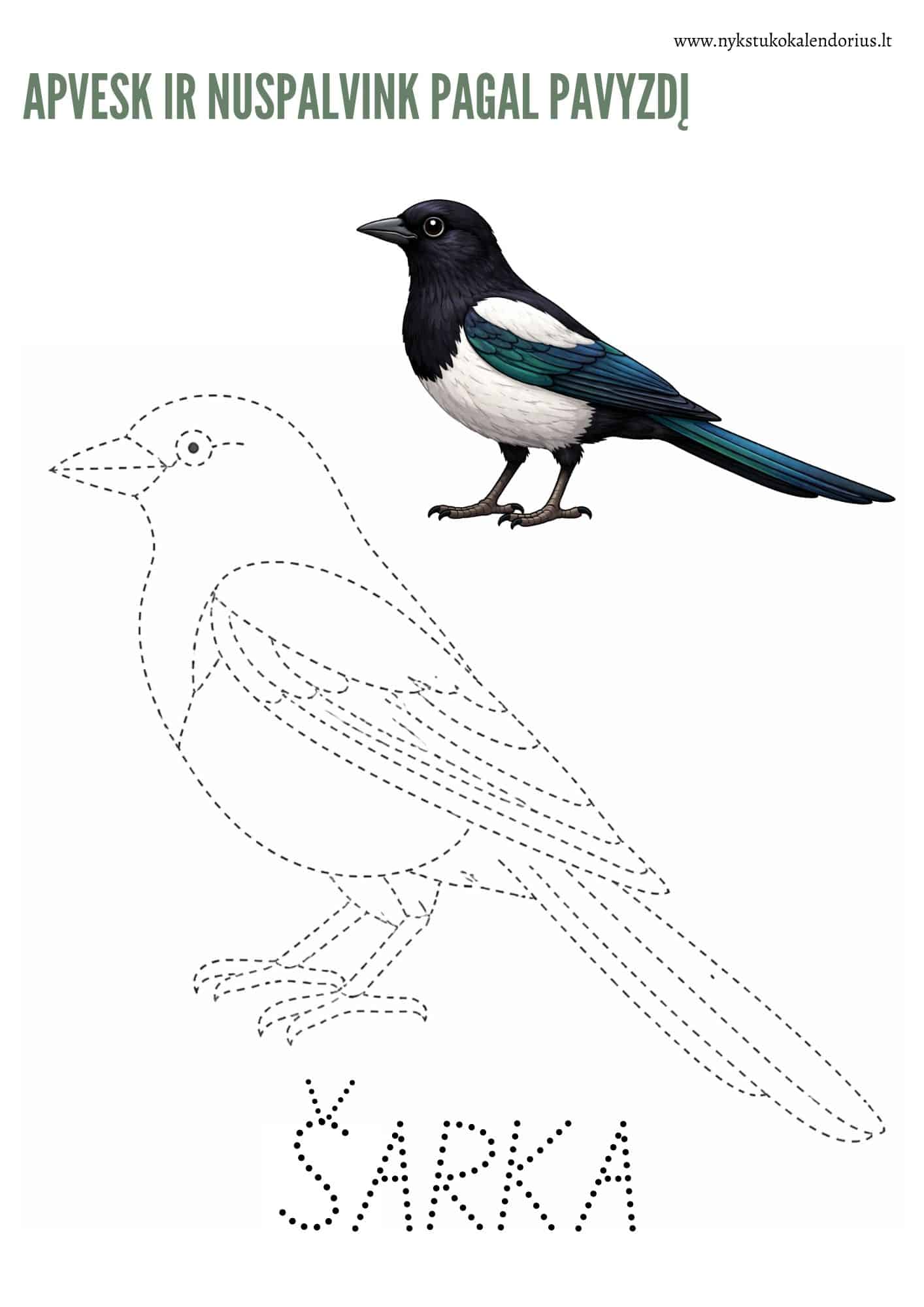 Užduočių ir veiklų knygelė Žiemojantys paukščiai PDF formatu 8 Užduočių ir veiklų knygelė Žiemojantys paukščiai PDF formatu - Image 8